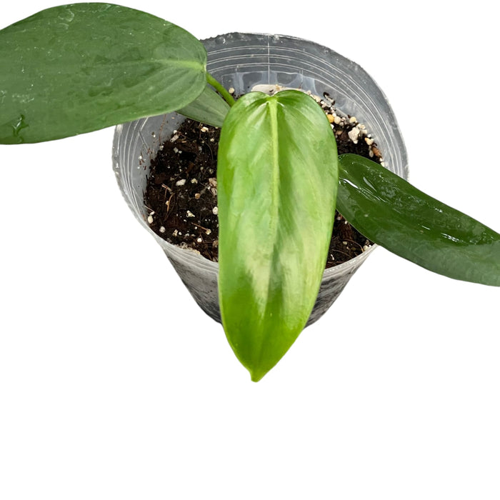 Philodendron asplundii (Seedling)