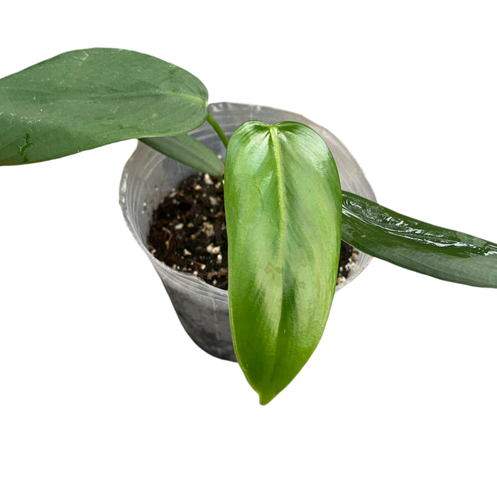 Philodendron asplundii (Seedling)