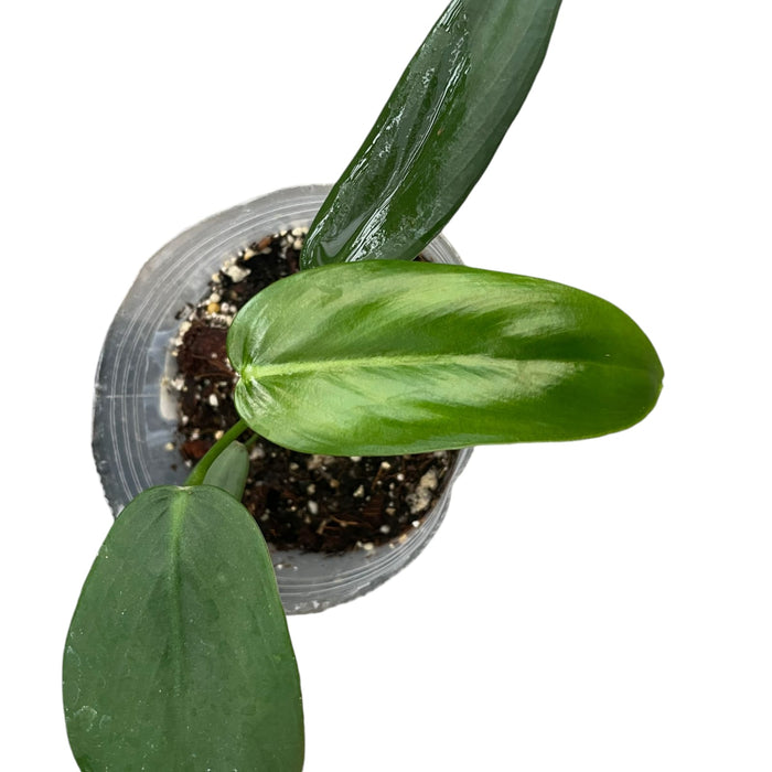 Philodendron asplundii (Seedling)