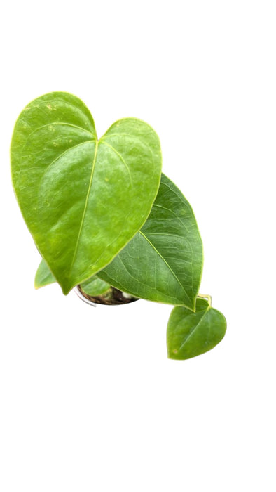 Anthurium decipiens (Seedling)