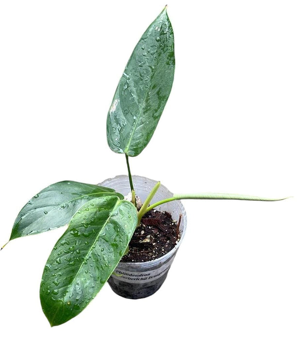 Philodendron scherberichii Ecuagenera (Seedling)