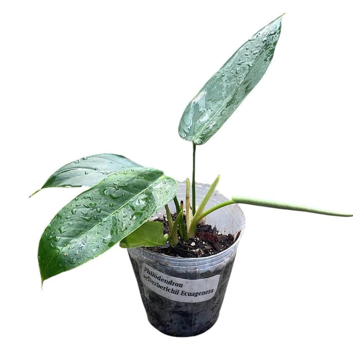 Philodendron scherberichii Ecuagenera (Seedling)