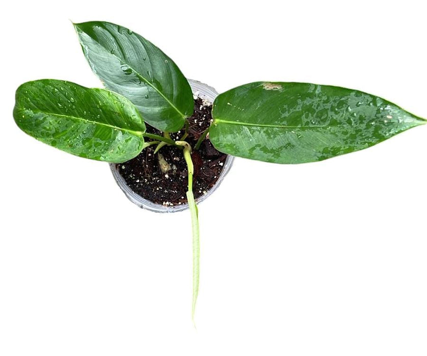 Philodendron scherberichii Ecuagenera (Seedling)