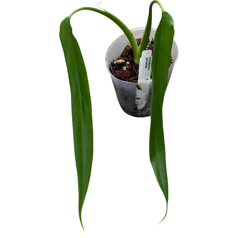 Philodendron paloraense (seedling)