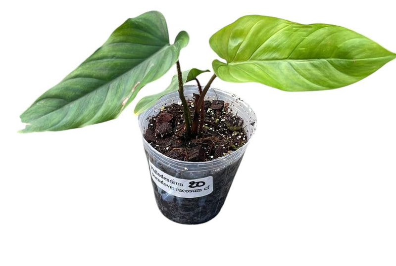 Philodendron pseudoverrucosum cf (seedling)