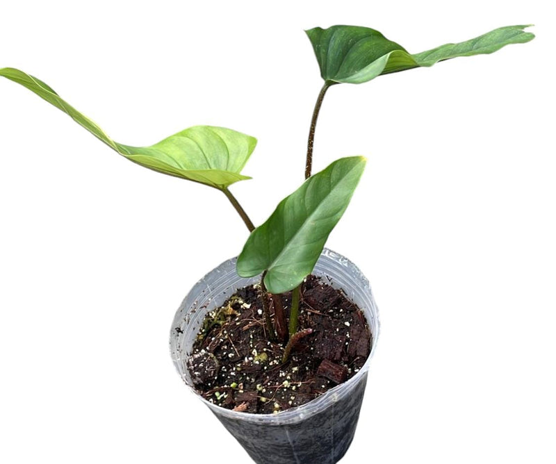 Philodendron pseudoverrucosum cf (seedling)