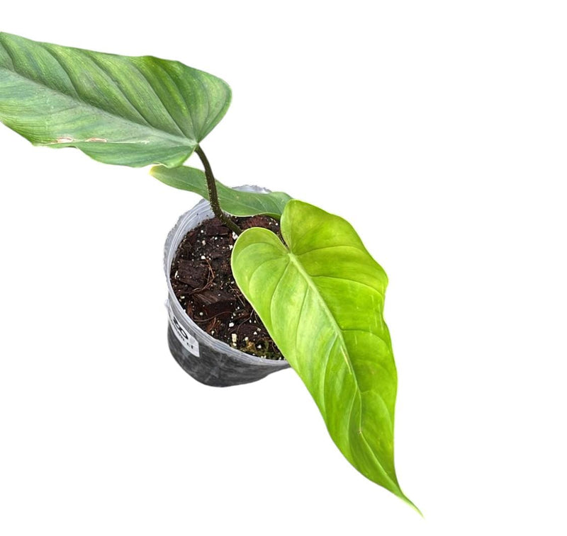 Philodendron pseudoverrucosum cf (seedling)