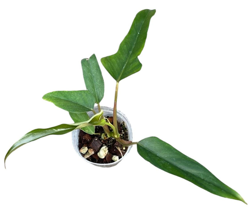 Philodendron pinnatilobum aff x Philodendron tortum (Seedling)