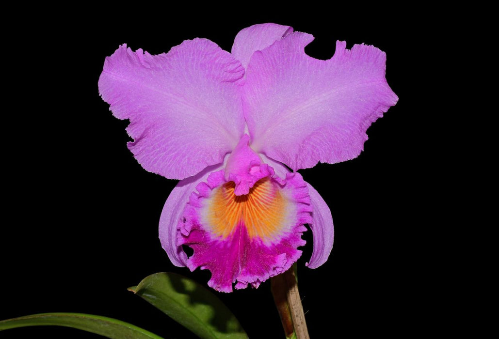 Rhyncholaeliocattleya	Carioca Girl