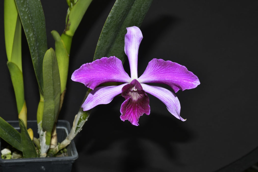 Laelia purpurata Rubra x Sanguinea 'Ecuagenera'