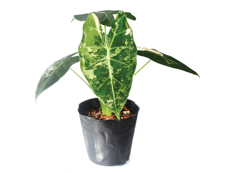 Alocasia Frydek Variegata