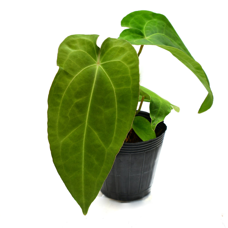 Anthurium Betsy paradise