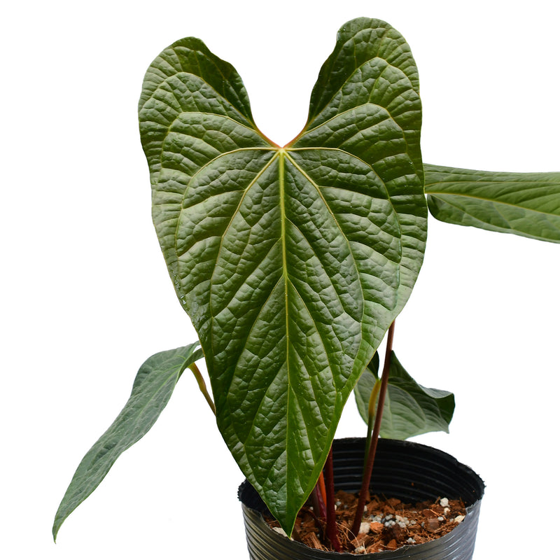 Anthurium Celestial Vine