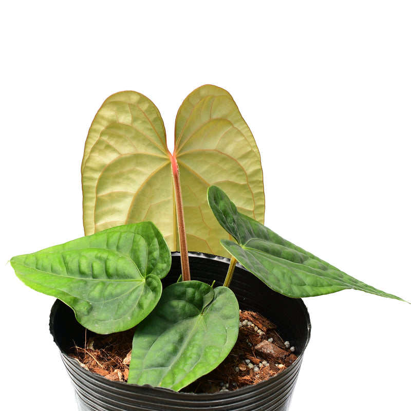 Anthurium Luxury Dress ‘Inverse crossing’