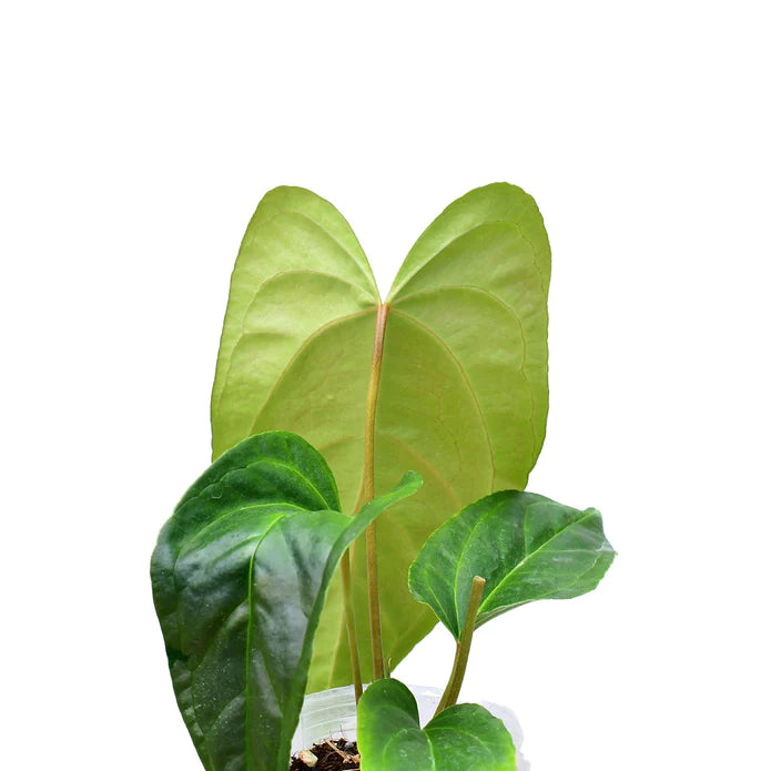 Anthurium Espíritu de Montaña