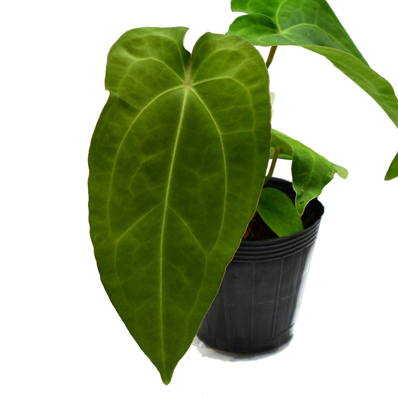 Anthurium Betsy paradise