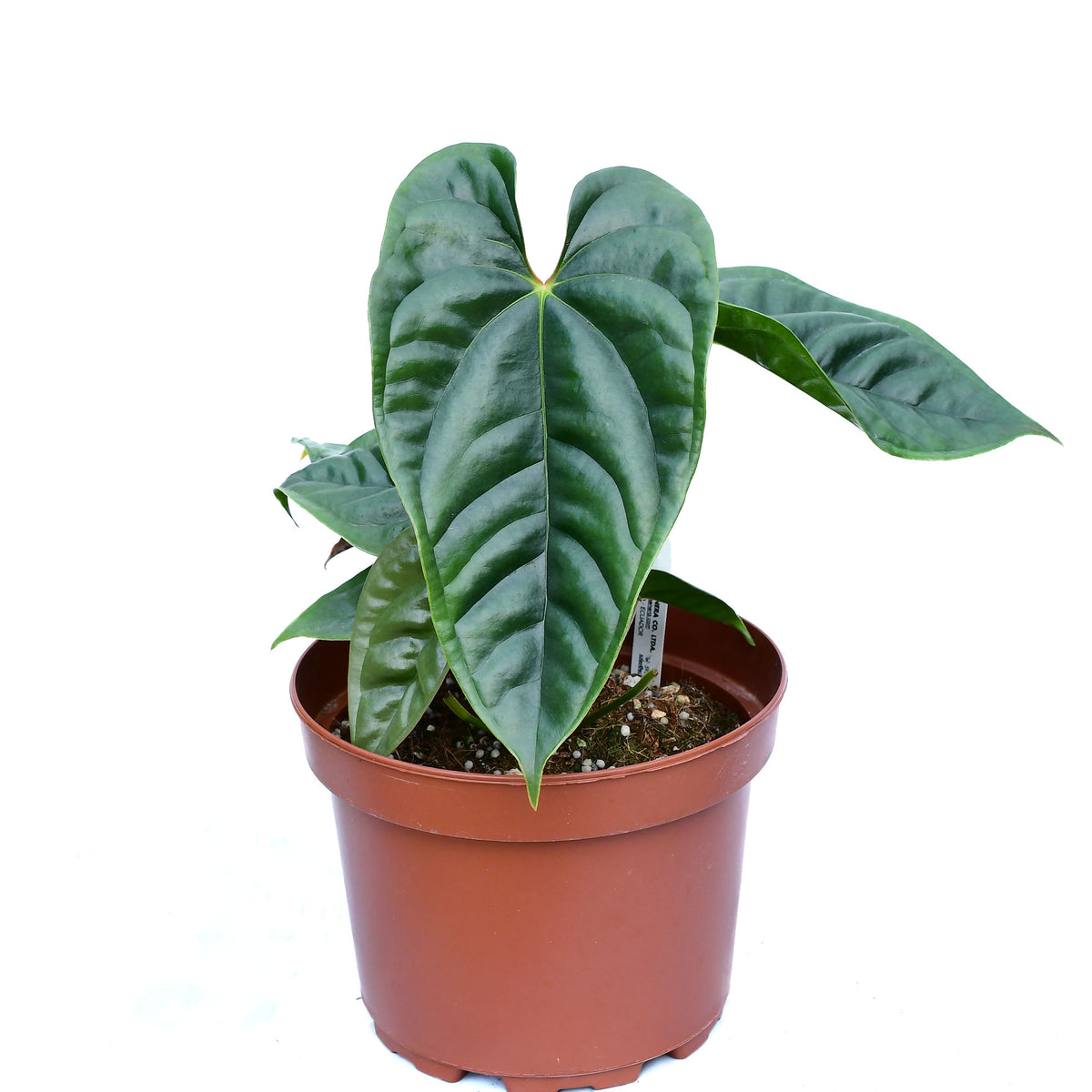 Anthurium luxurians x Anthurium recavum — Ecuagenera California