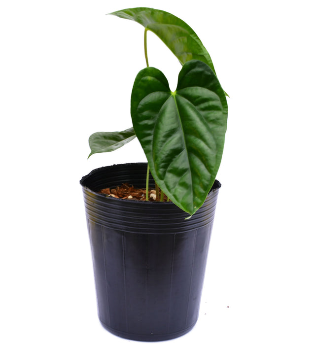 Anthurium luxurians x Anthurium recavum