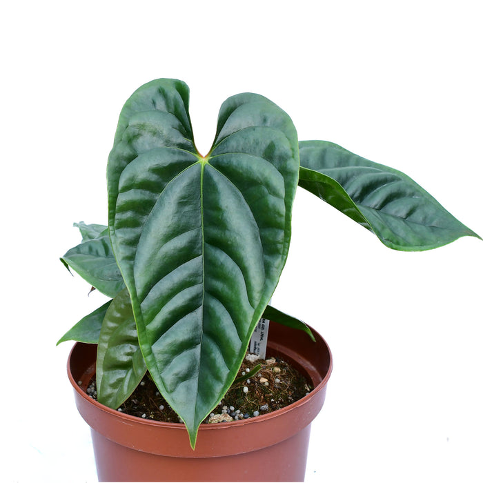 Anthurium luxurians x Anthurium recavum