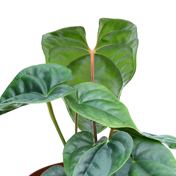 Anthurium luxurians x Anthurium recavum