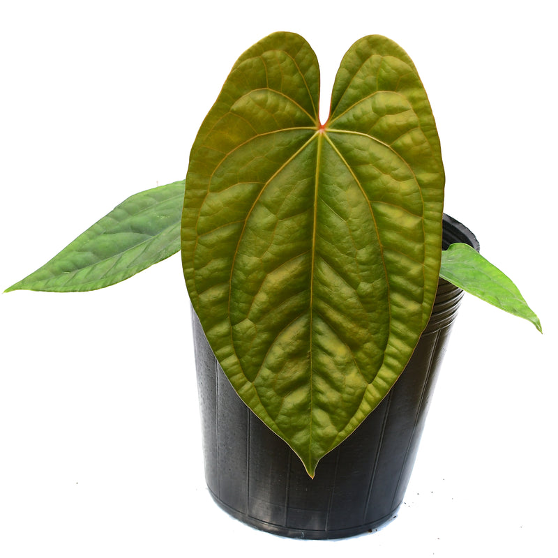 Anthurium Luxury Dress ‘Inverse crossing’