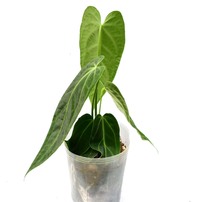 Anthurium Magnificent Paradise 'Inverse crossing'