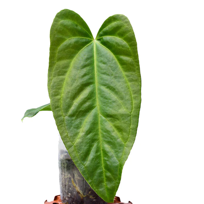 Anthurium Espíritu de Montaña