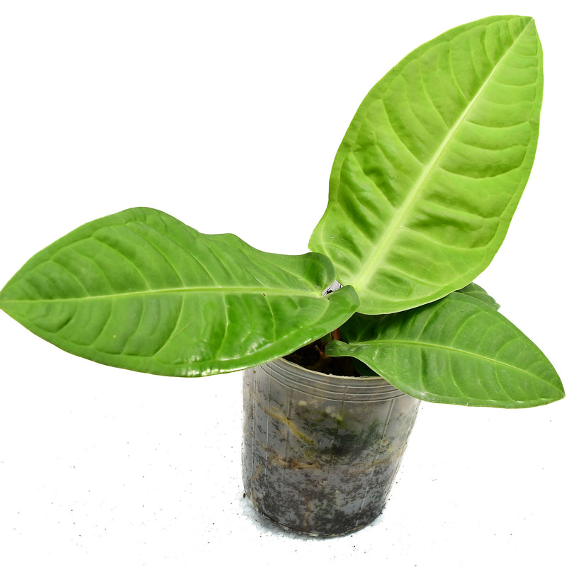 Anthurium Noble Ripple