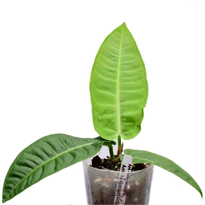 Anthurium Noble Ripple