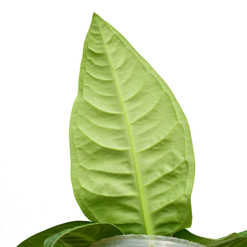 Anthurium Noble Ripple