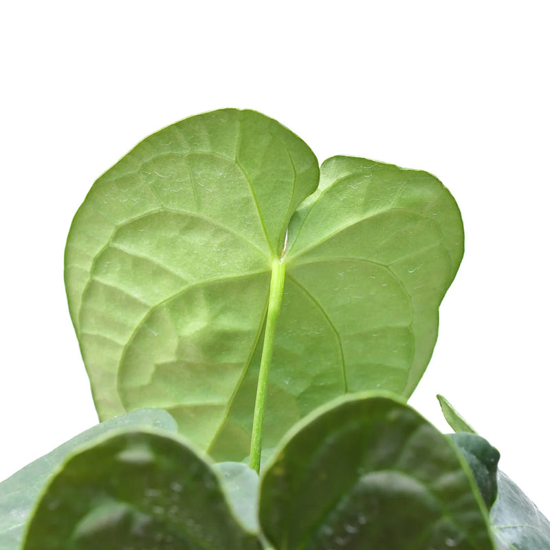 Anthurium David Portilla Dreams 'Inverse crossing'