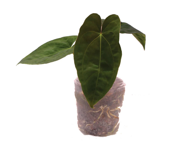 Anthurium papillilaminum x Anthurium dressleri