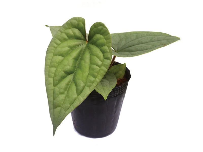 Anthurium Silver x Anthurium  luxurians