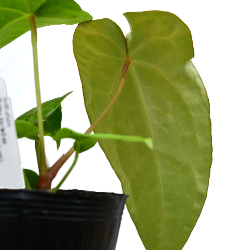 Anthurium Betsy paradise