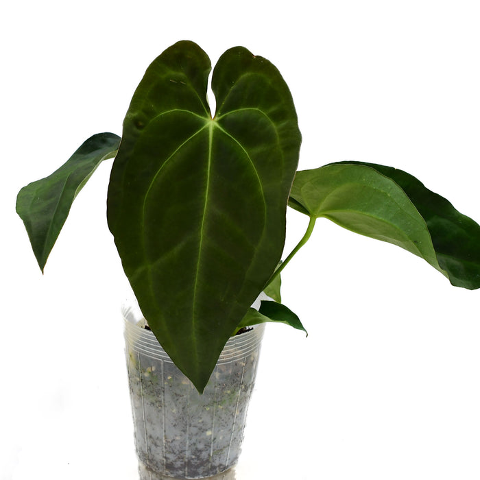 Anthurium forgetii x Anthurium papillilaminum