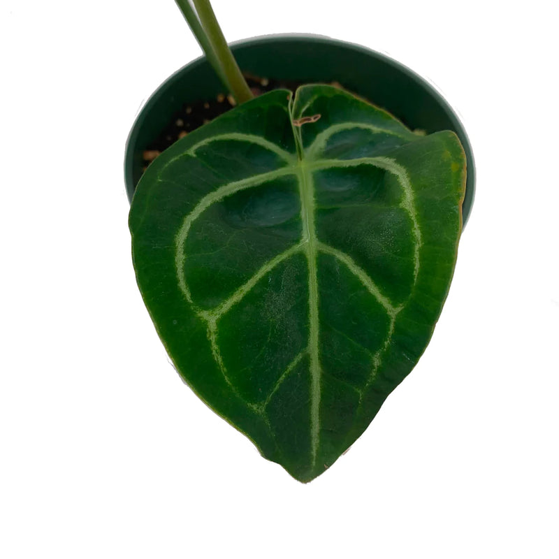 Anthurium Dorayaki x Anthurium papililaminum