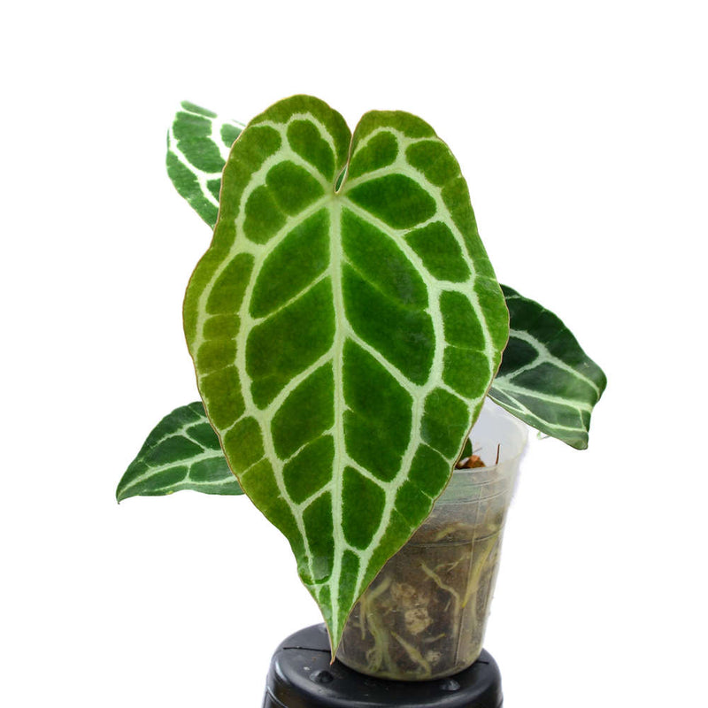 Anthurium crystallinum (seedling)