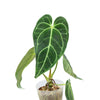 Anthurium regale (seedling)