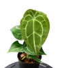 Anthurium forgetii white stripes (seedling)