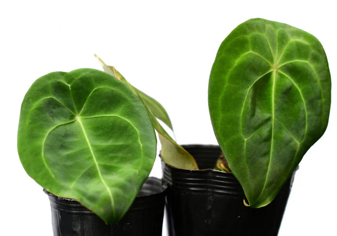 Anthurium forgetii (seedlings)
