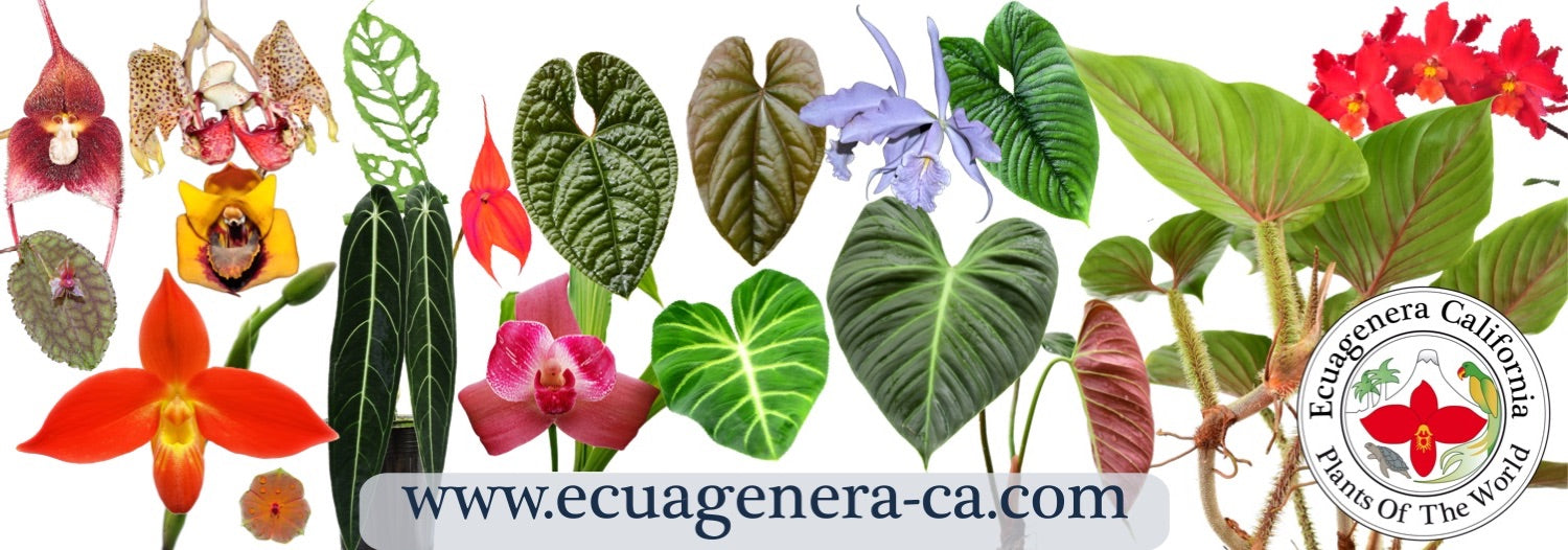 Ecuagenera California logo
