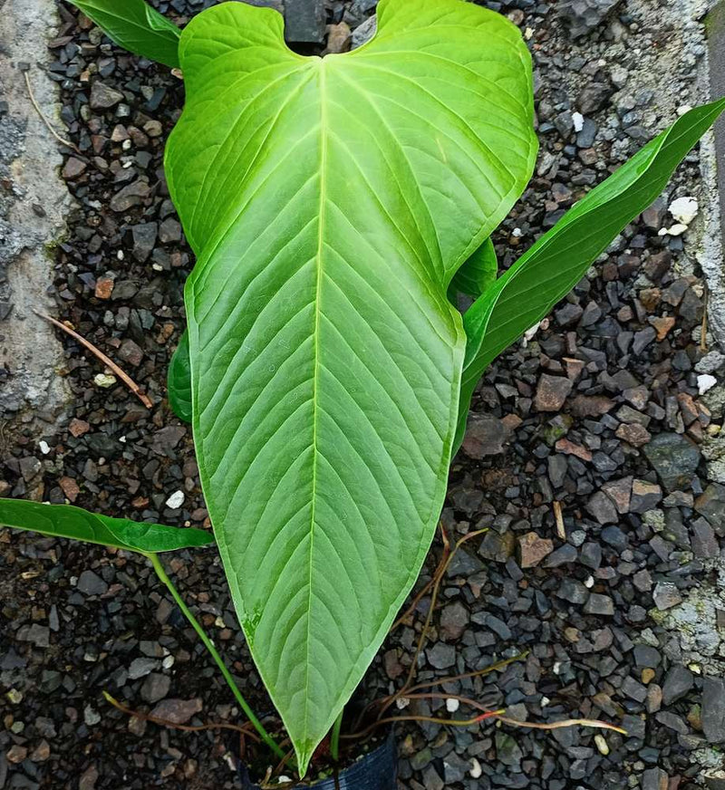 Anthurium cupulispathum green