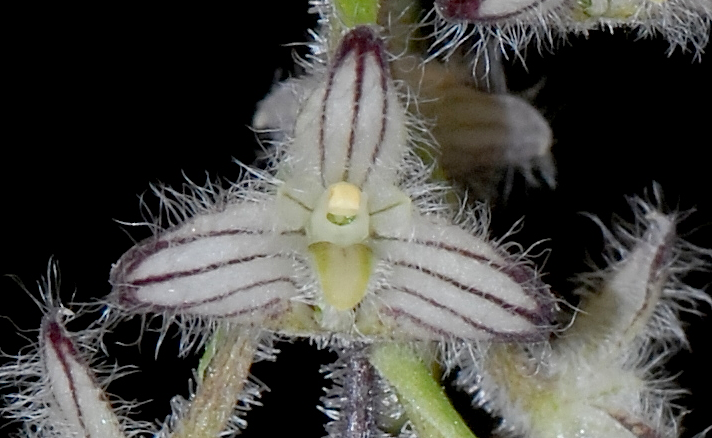 Bulbophyllum lindleyanum