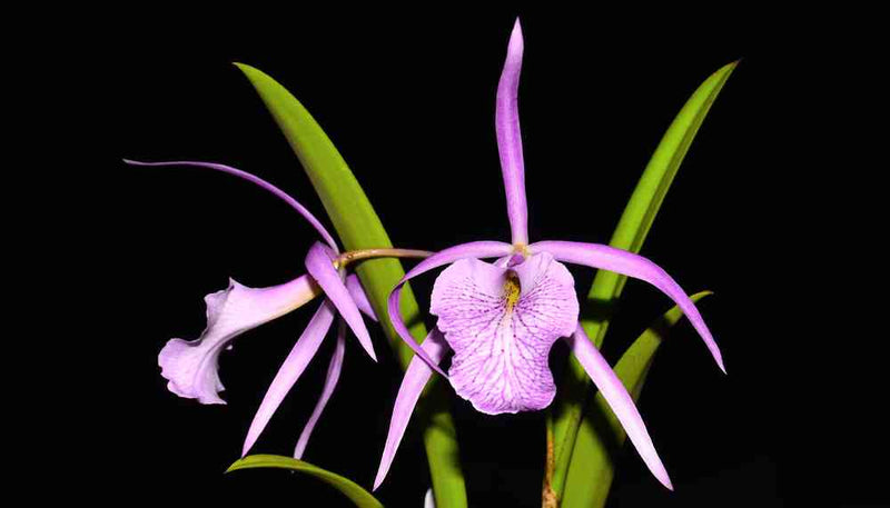 Brassocattleya Fuchs Star
