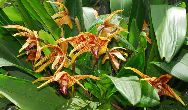 Maxillaria striata