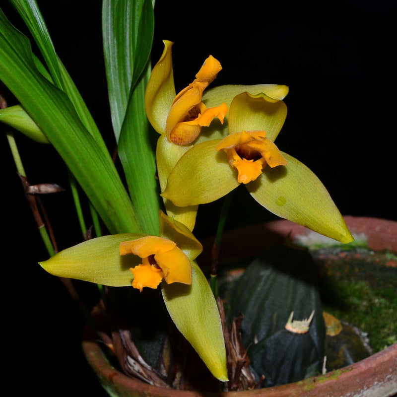Lycaste cruenta