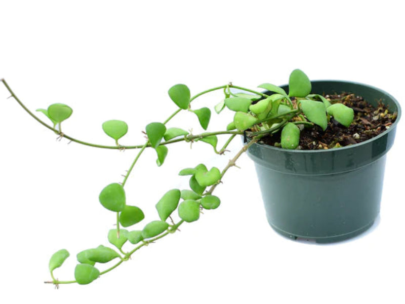 Hoya heuschkeliana yellow