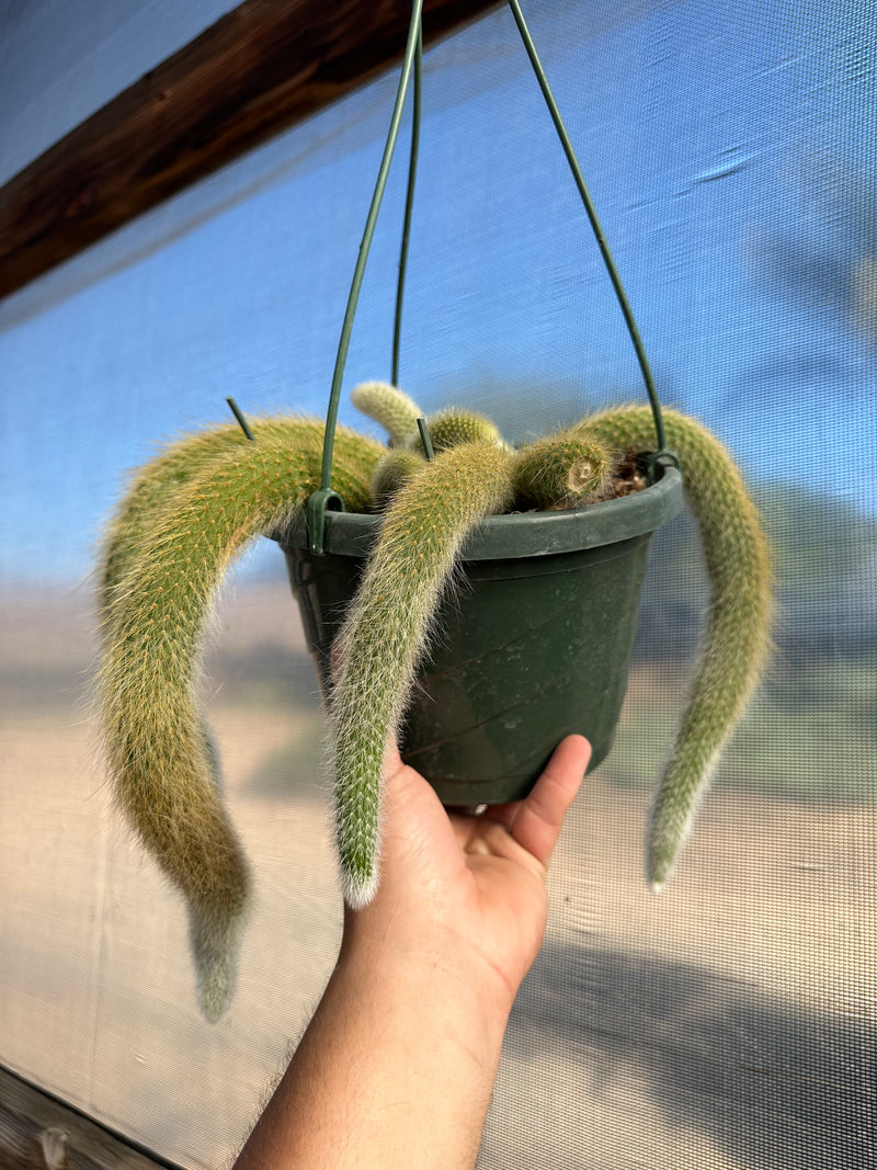 Cleistocactus colademononis (Monkey Tail Cactus) 4”