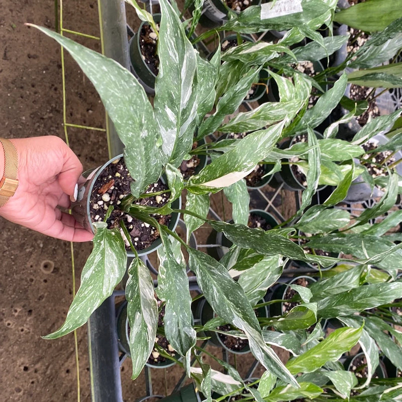 Spathiphyllum Domino