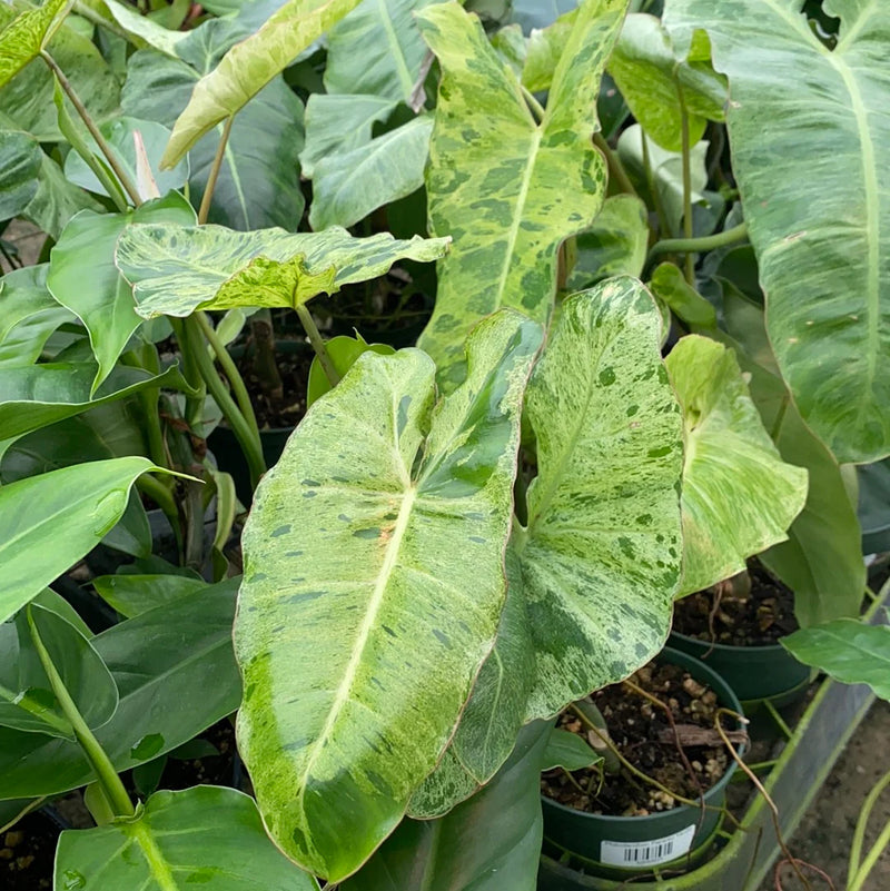 Philodendron Paraiso Verde (seedling)